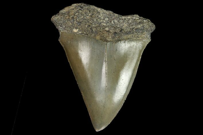 Fossil Mako Shark Tooth - South Carolina #128750